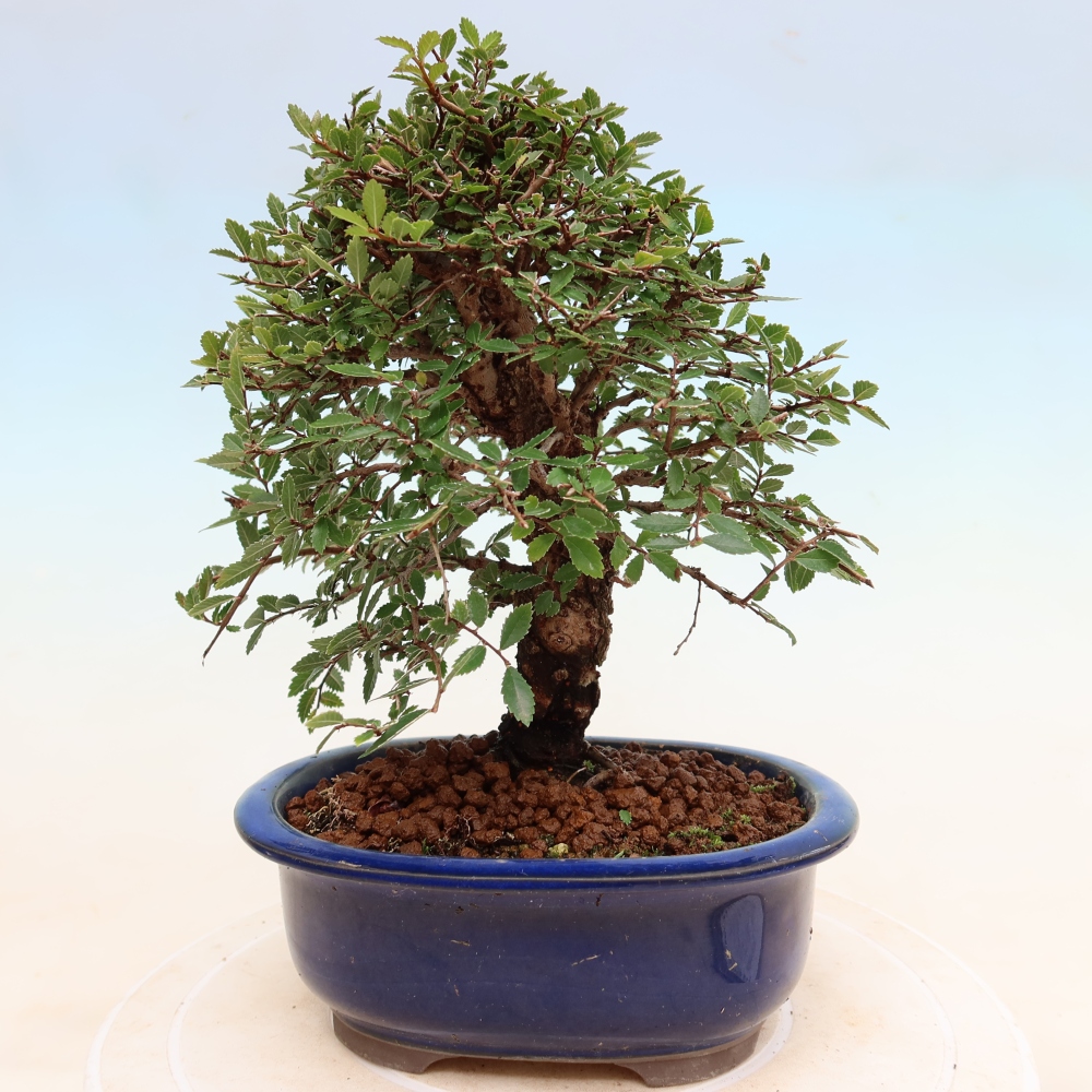 Kültéri bonsai - Zelkova - Zelkova NIRE