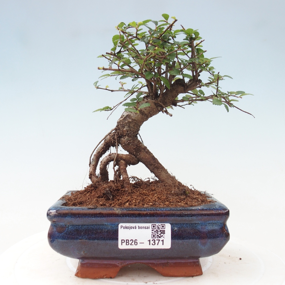 Szobai bonsai - Ulmus parvifolia - Kislevelű szilfa