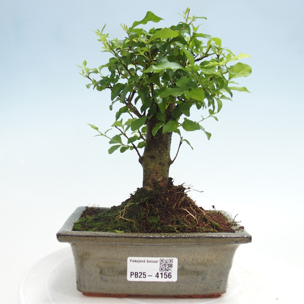 Szobai bonsai -Ligustrum chinensis - Madárcsőr