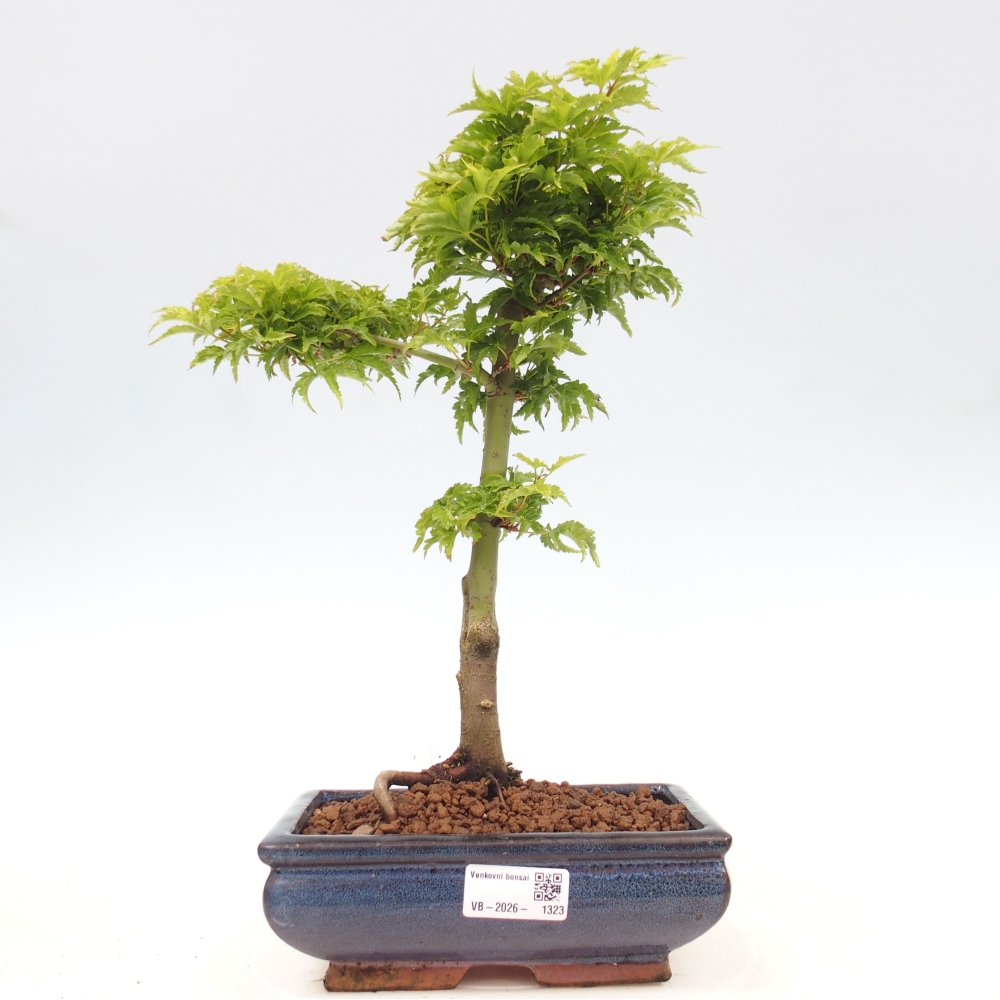 Kültéri bonsai -Javor pálma Acer palmatum Shishigashira