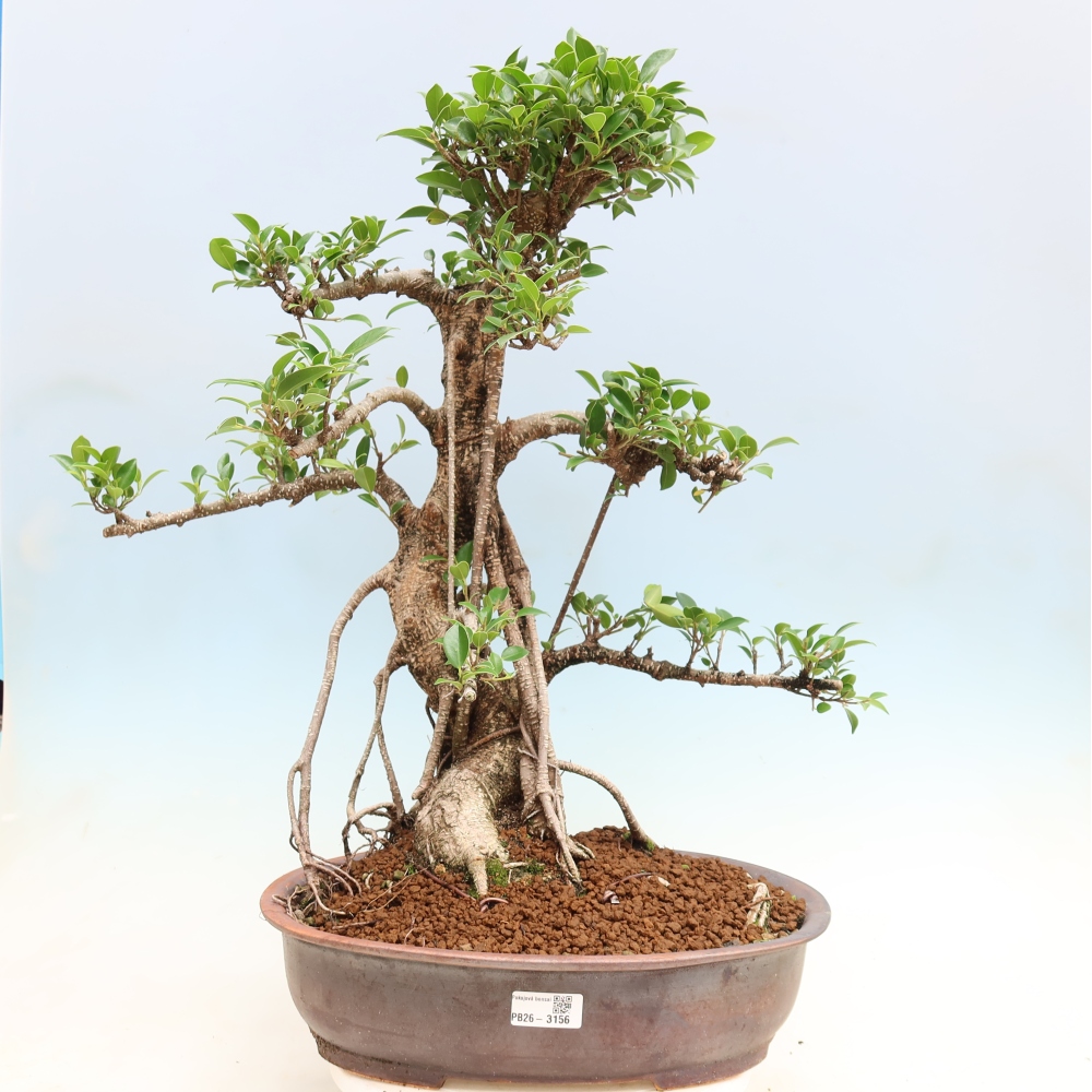 Szobai bonsai - Ficus kimmen - kislevelű fikusz
