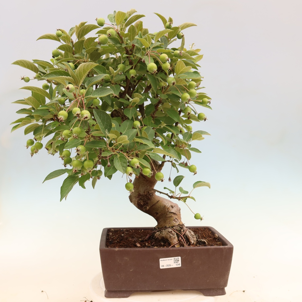 Kültéri bonsai -Malus halliana - Kis gyümölcsű almafa