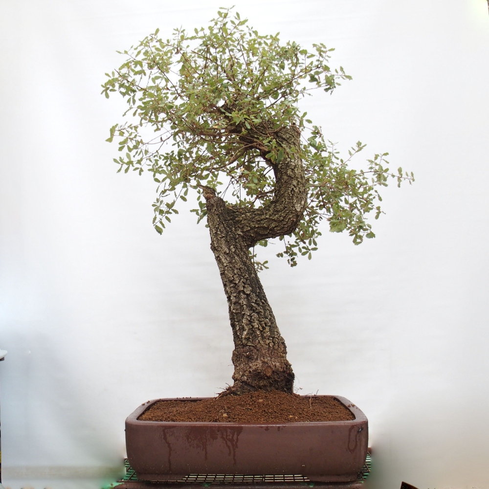 Yamadori - Quercus Ilex - Tölgy magyal