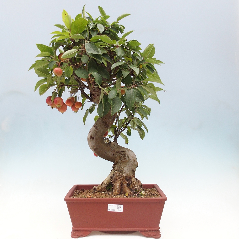 Kültéri bonsai -Malus halliana - Kis gyümölcsű almafa