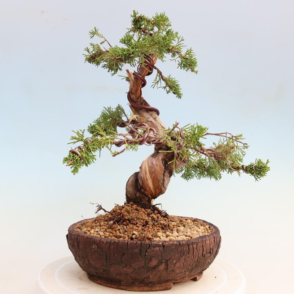 Kültéri bonsai - Juniperus chinensis Itoigawa-Juniperus chinensis
