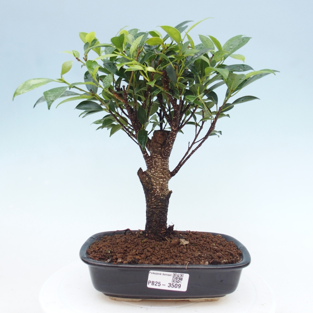 Szobai bonsai - Ficus retusa - kislevelű fikusz