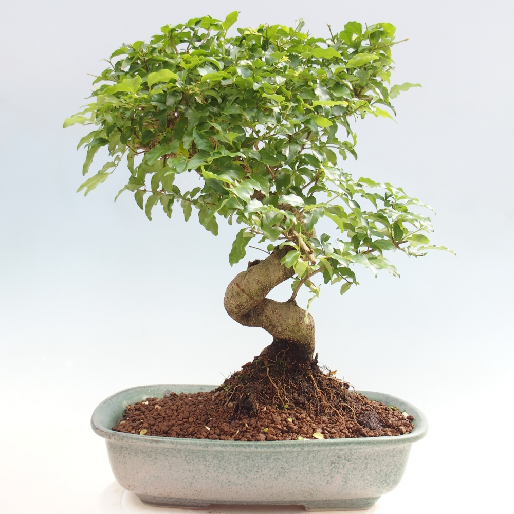 Szobai bonsai -Ligustrum chinensis - Madárcsőr