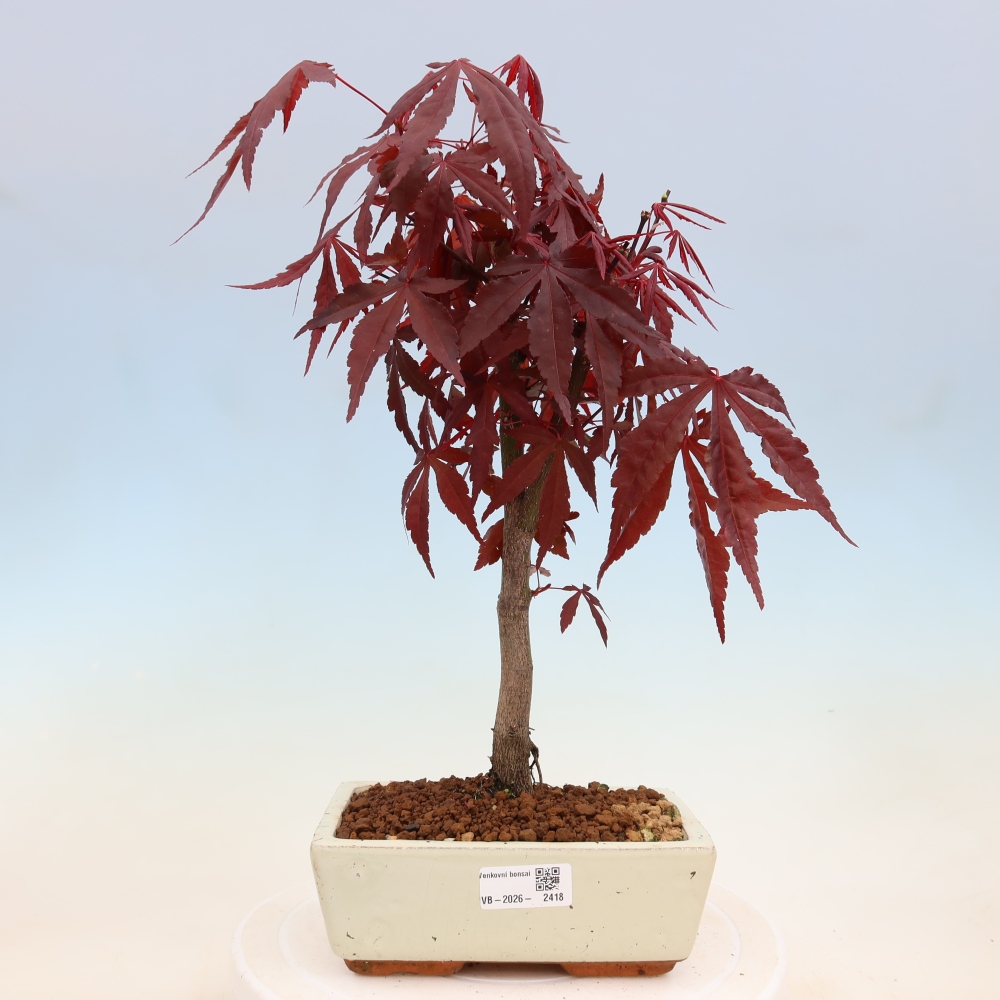 Kültéri bonsai - Acer pálma. Atropurpureum-Javor palmate
