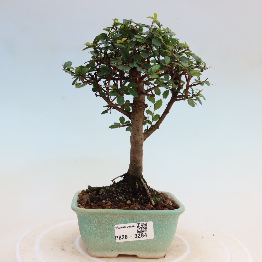 Szobai bonsai - Ulmus parvifolia - Kislevelű szilfa