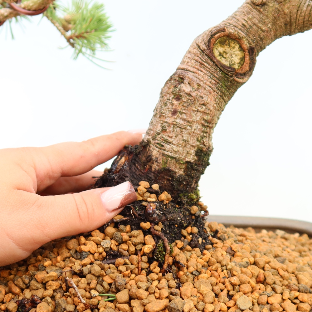 Kültéri bonsai – Pinus mugo Humpy – Törpefenyő