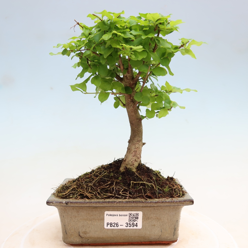 Szobai bonsai -Ligustrum chinensis - Madárcsőr
