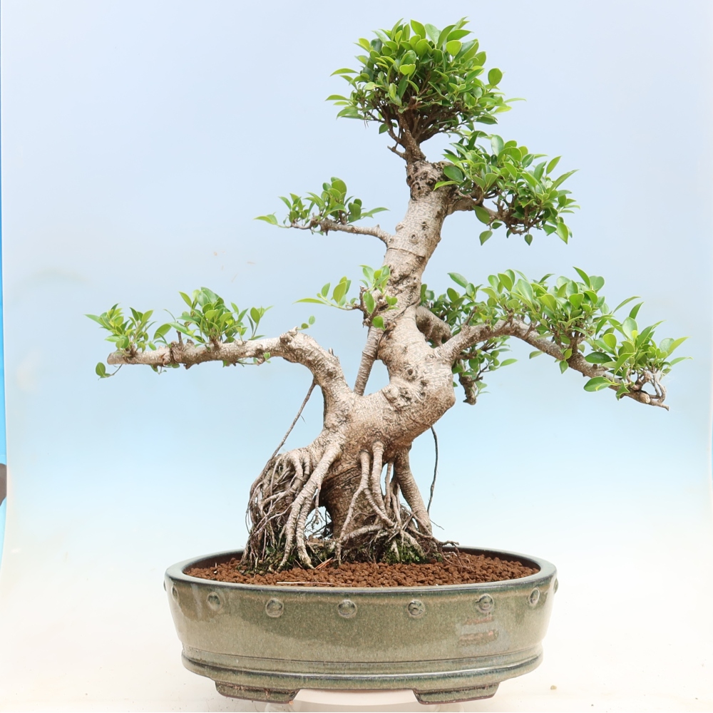 Szobai bonsai - Ficus kimmen - kislevelű fikusz