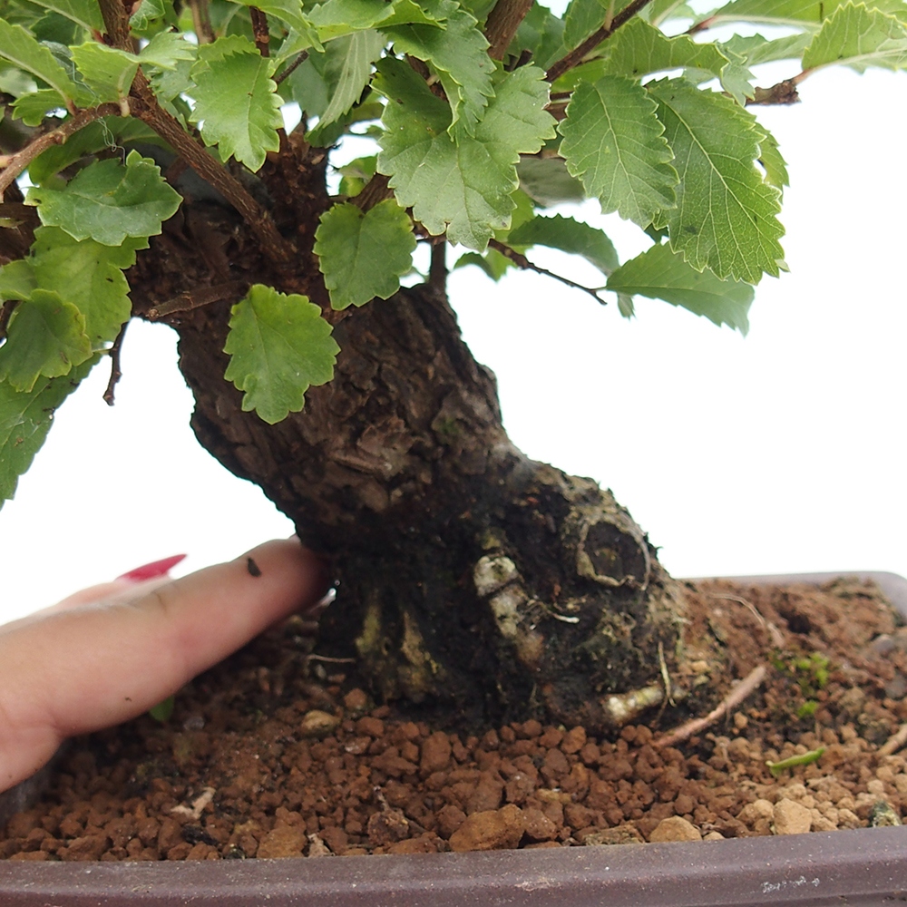 Kültéri bonsai - Zelkova - Zelkova NIRE