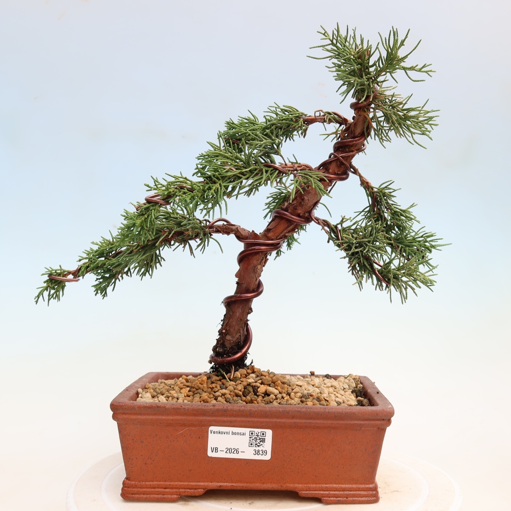 Kültéri bonsai - Juniperus chinensis Kishu