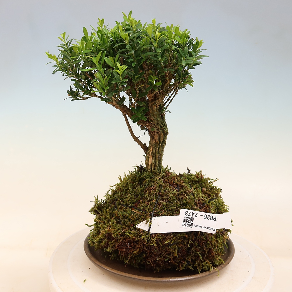 Kokedama alátéttel – Buxus harlandii – parafa buxus