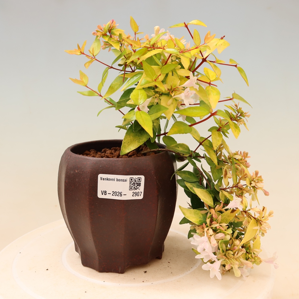 Kültéri bonsai – Abelia gr. Kleidoscope – Nagyvirágú abélia