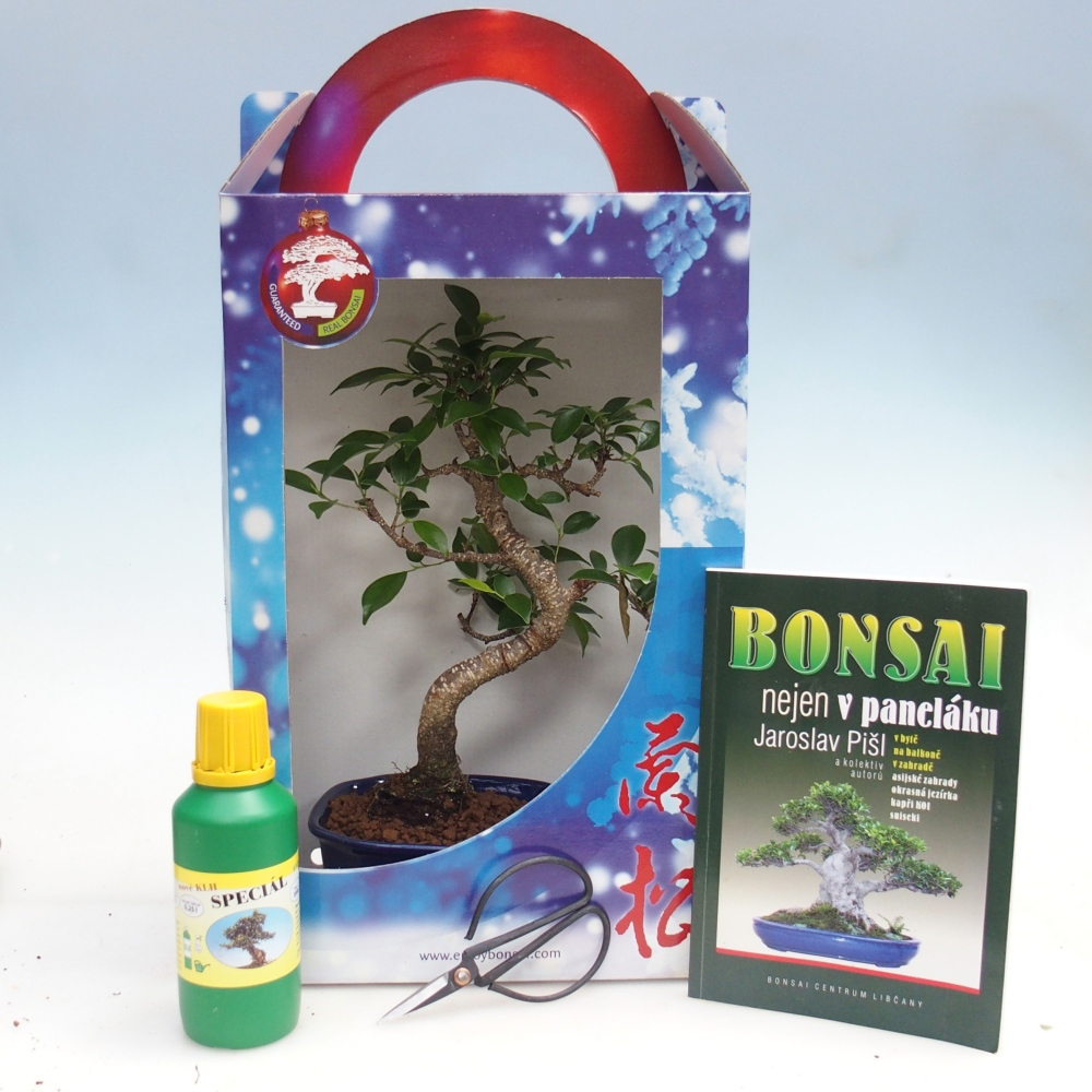 Szobai bonsai ajándékdobozban Ficus retusa - Kislevelű fikusz