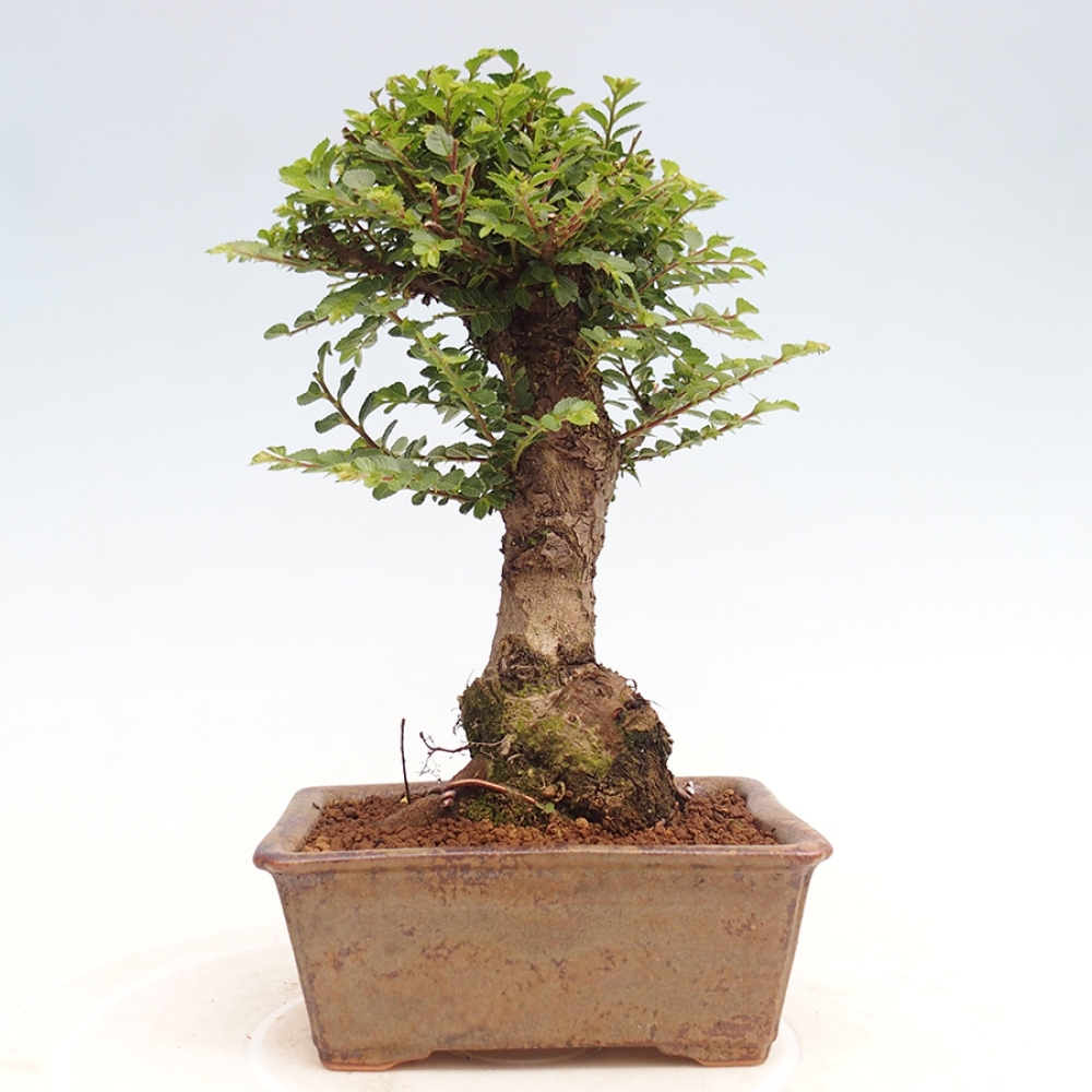 Kültéri bonsai - Ulmus parvifolia Hokkaido - Kínai szil - Ulmus parvifolia Hokkaido