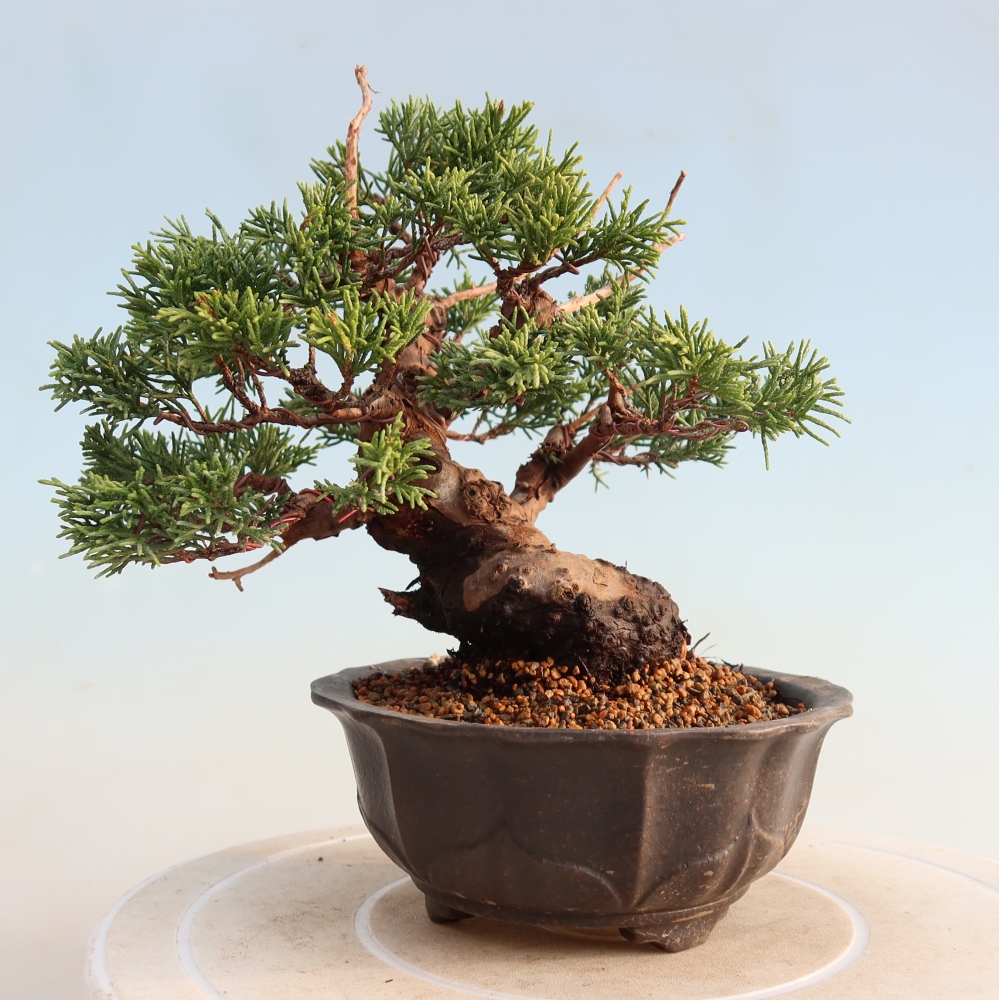 Kültéri bonsai - Juniperus chinensis Itoigawa