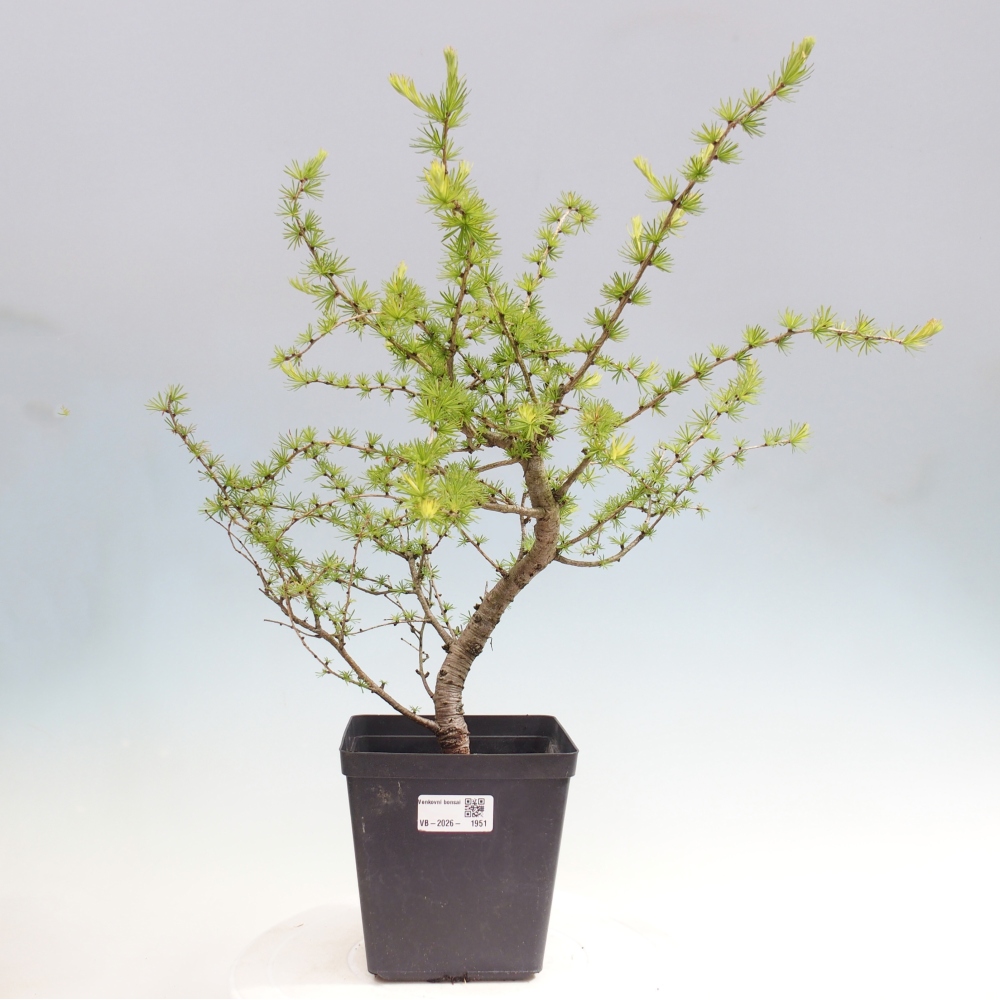 Kültéri bonsai - Larix decidua - vörösfenyő