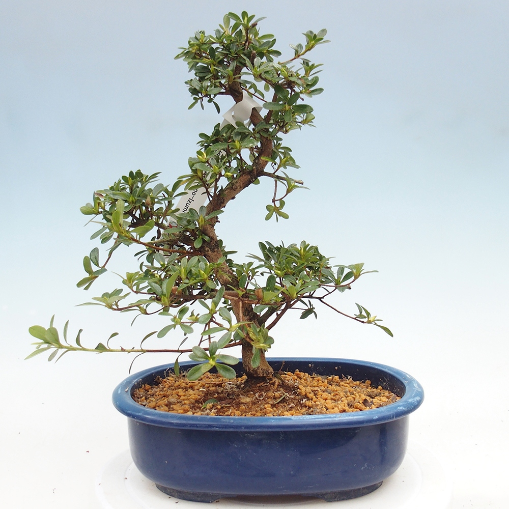 Kültéri bonsai - Japán azálea - Azálea Asahi-no-izumi