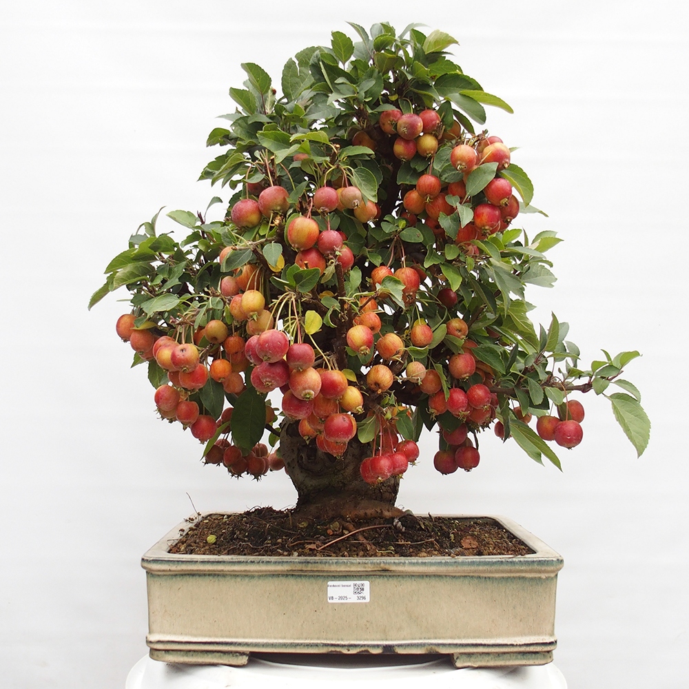 Kültéri bonsai -Malus halliana - Kis gyümölcsű almafa