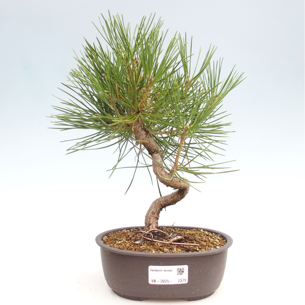 Kültéri bonsai - Pinus thunbergii - Thunberg fenyő
