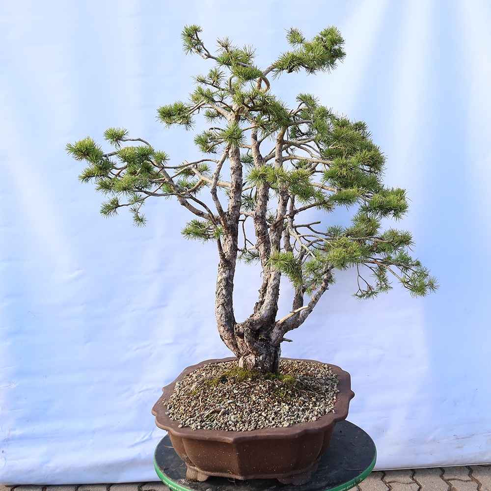Pinus sylvestris Spanyolország – erdei fenyő