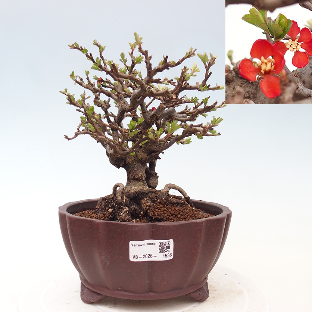 Kültéri bonsai - Chaneomeles speciosa - birs