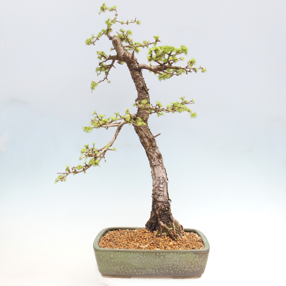Kültéri bonsai -Larix decidua - vörösfenyő - Csak raklapon szállítható