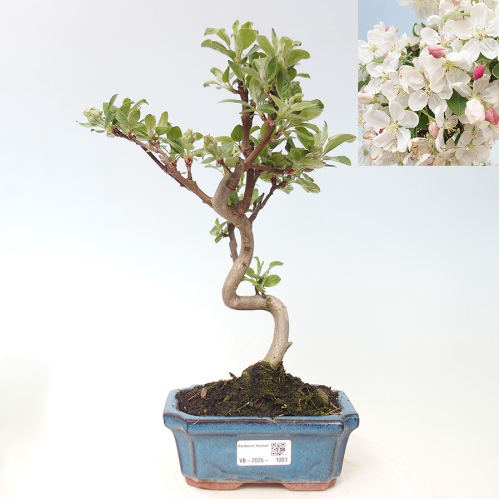 Kültéri bonsai -Malus halliana - Kis gyümölcsű almafa