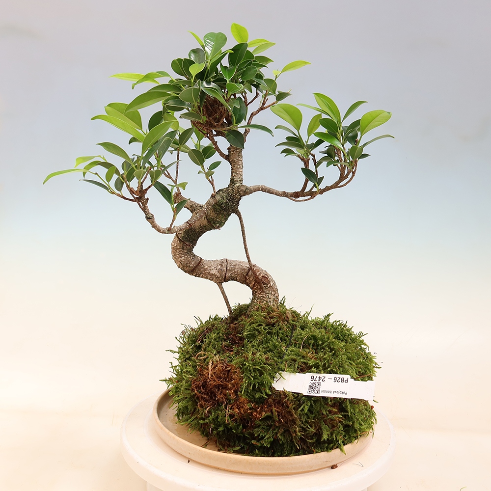 Kokedama alátéttel – kicsi levelű fikusz – Ficus kimmen
