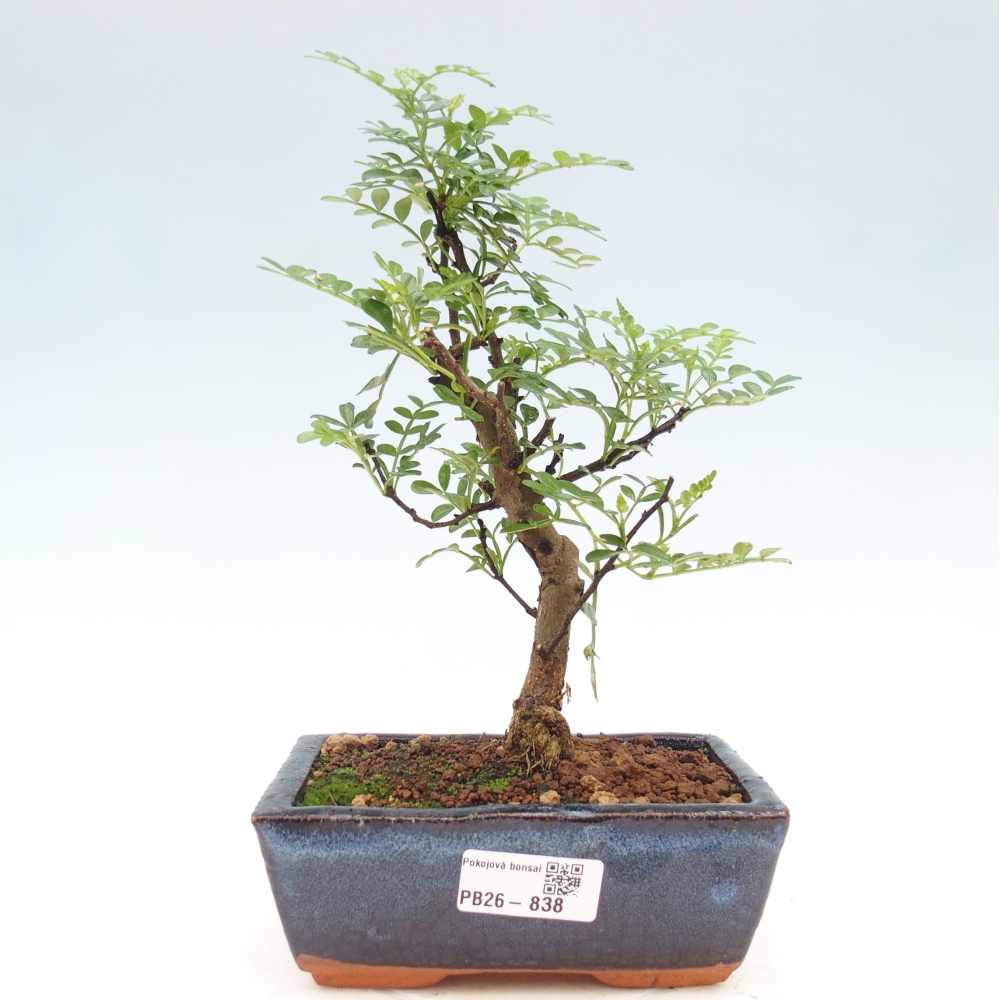 Szobai bonsai - Zantoxylum piperitum - borsfa
