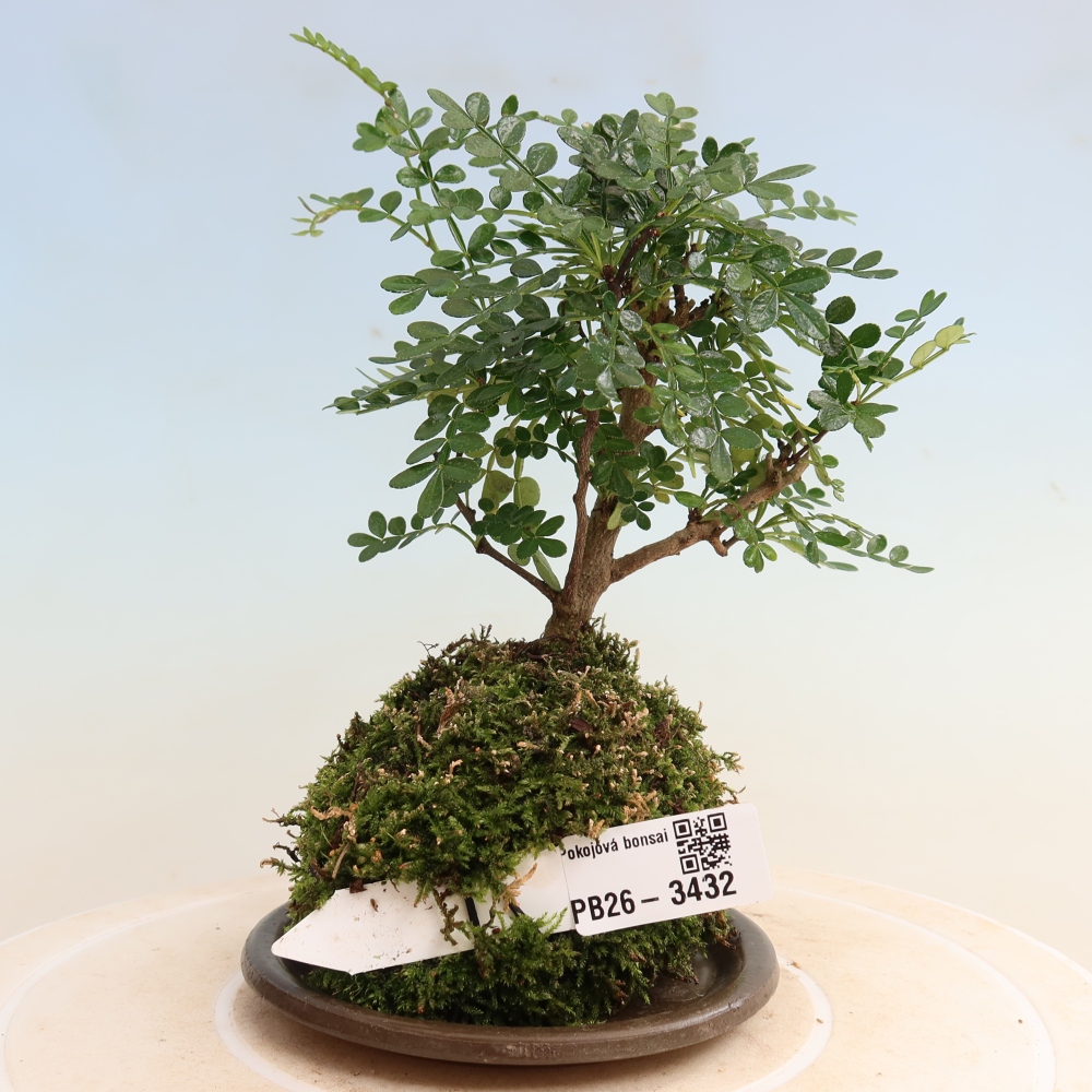Kokedama alátéttel – Zantoxylum piperitum – borsfa
