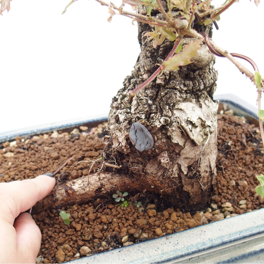 Yamadori - Quercus Ilex - Tölgy magyal