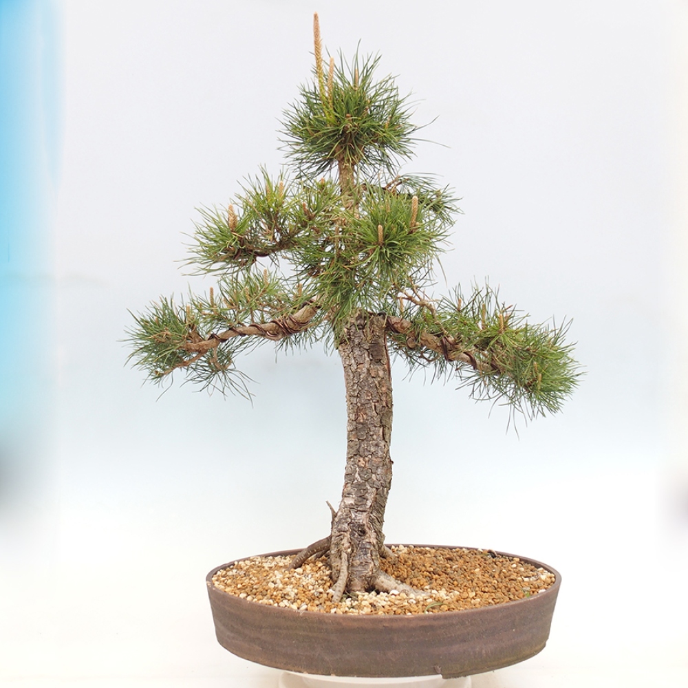 Kültéri bonsai - Pinus thunbergii - Thunberg fenyő