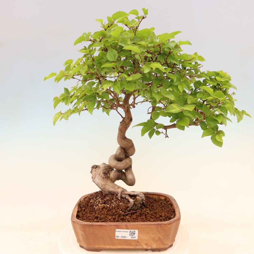 Kültéri bonsai -Carpinus Coreana - Koreai gyertyánfa
