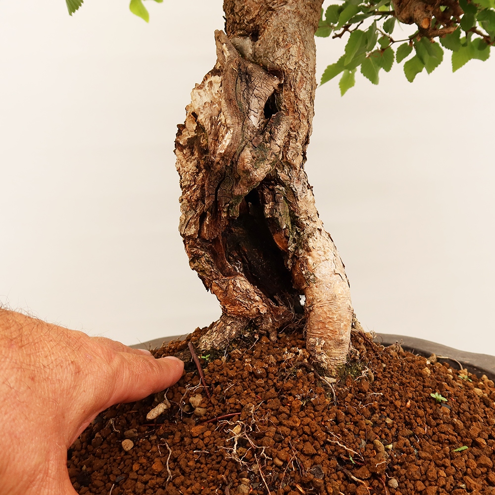 Kültéri bonsai -Carpinus Coreana - Koreai gyertyánfa