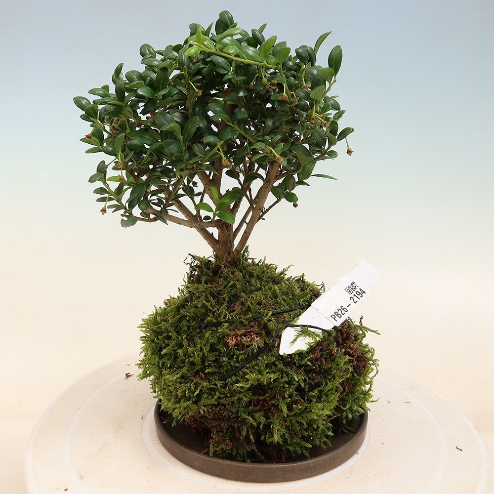 Kokedama alátéttel – Ilex crenata – Magyal