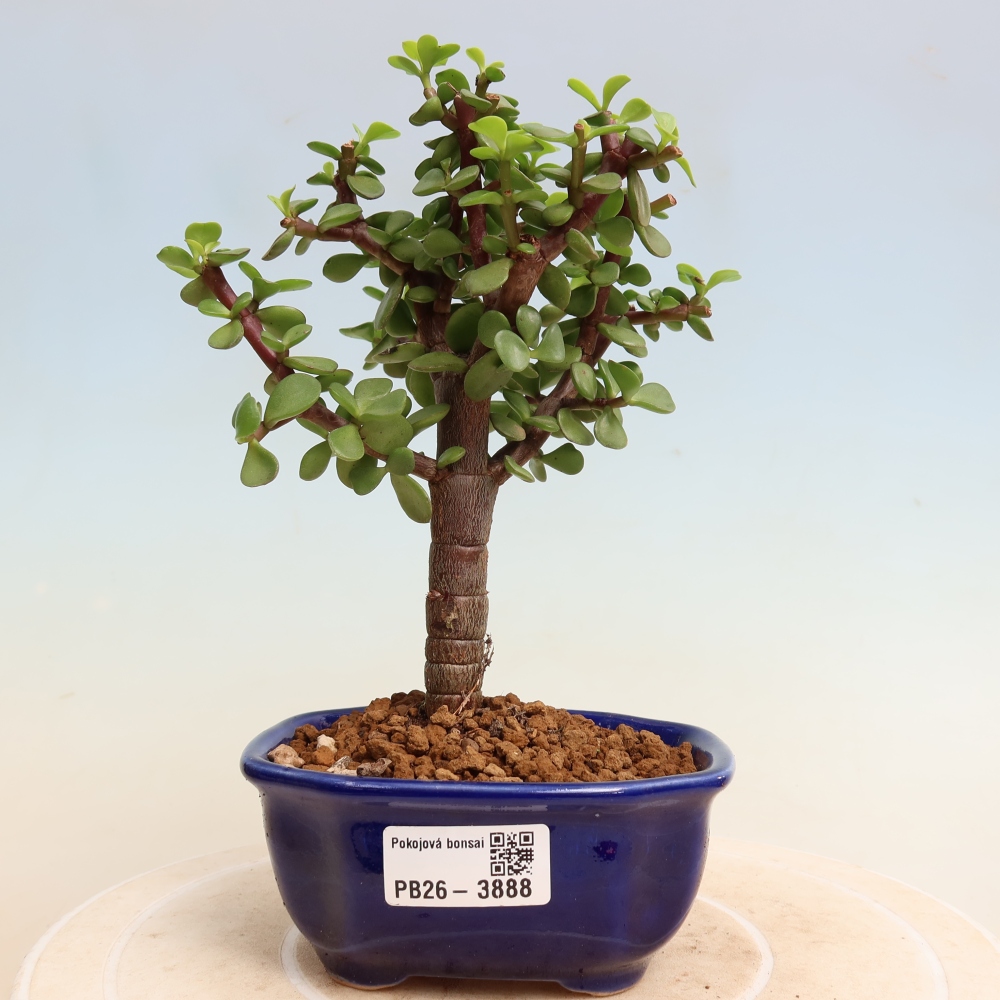 Szoba bonsai - Portulakaria Afra - Tlustice