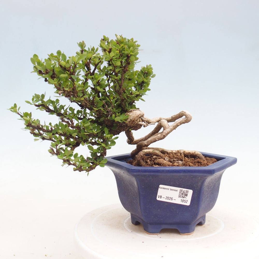 Kültéri bonsai - Berberis coreana