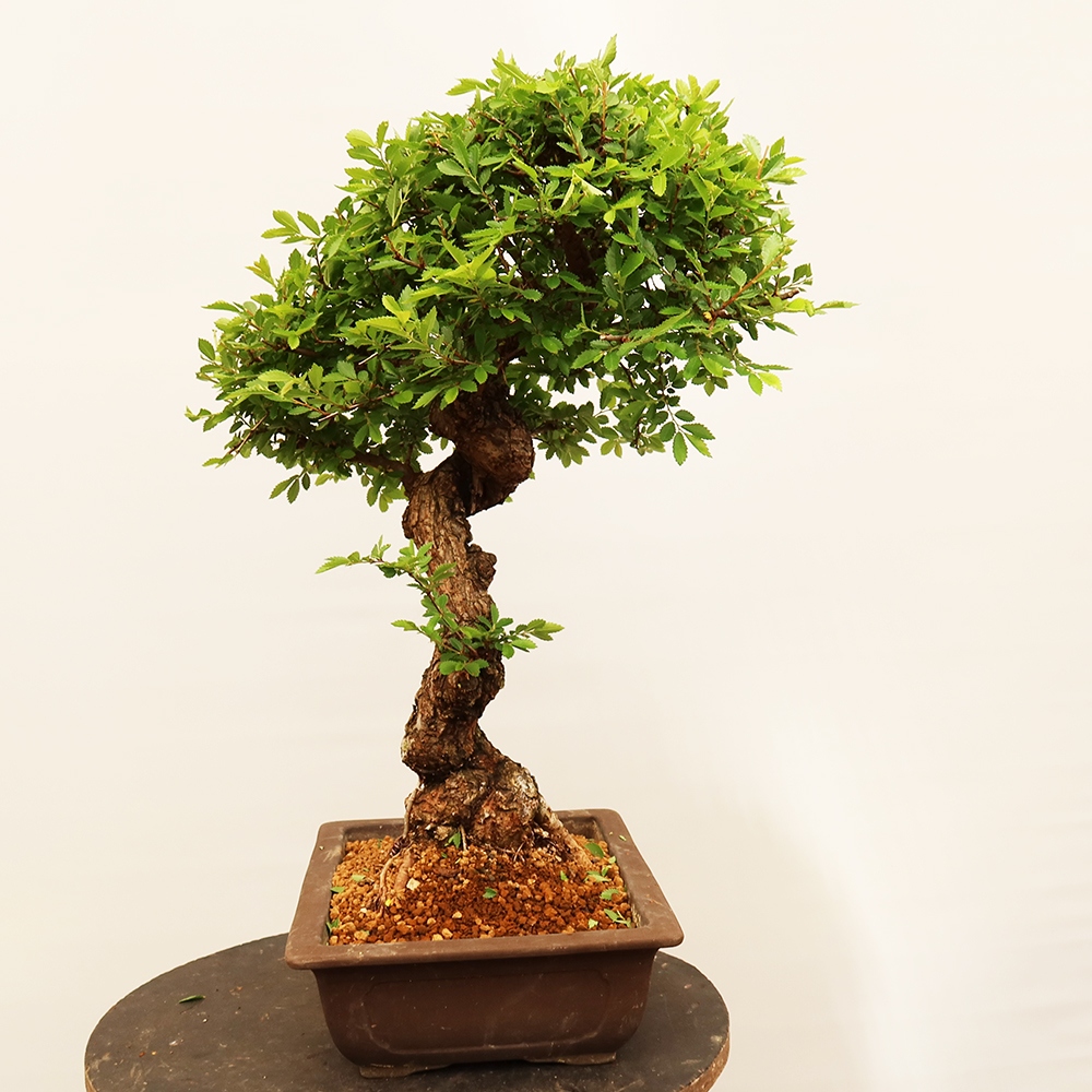 Kültéri bonsai - Zelkova - Zelkova NIRE