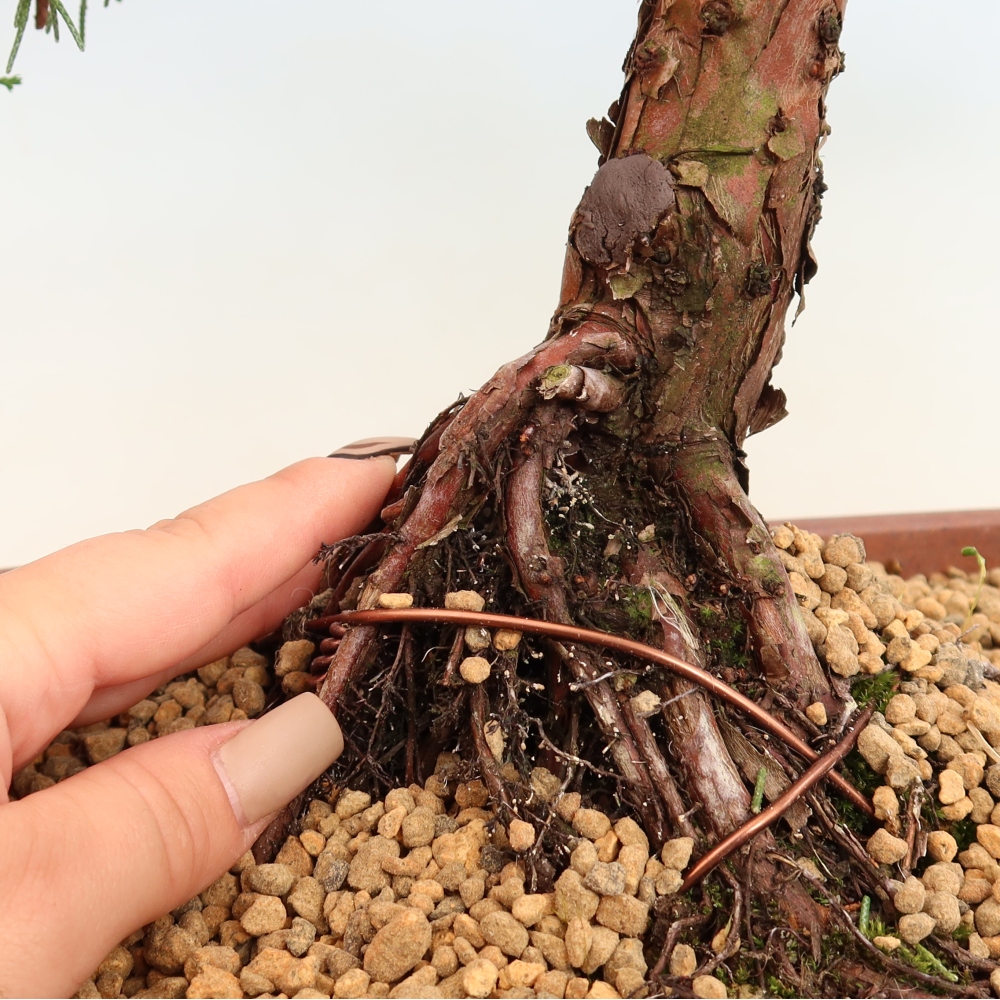 Kültéri bonsai - Juniperus chinensis Kishu