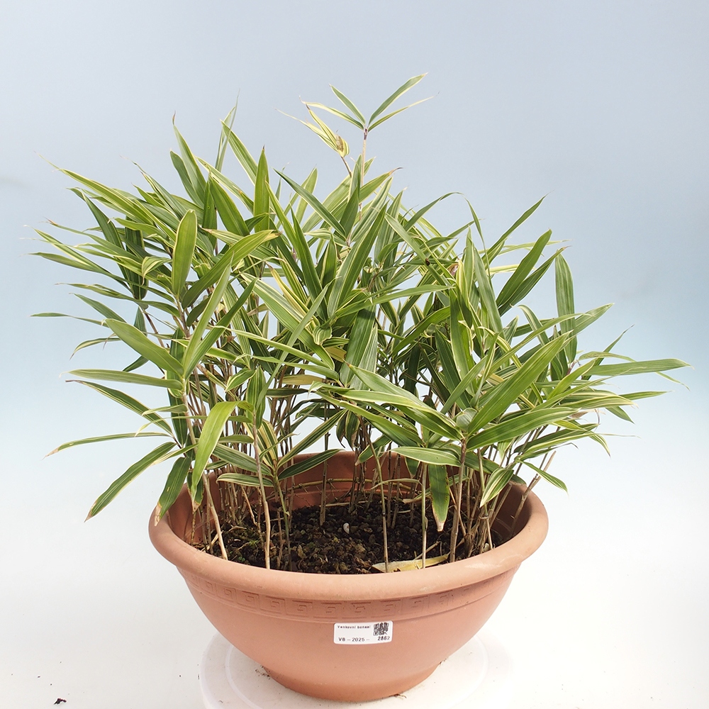 Kültéri bonsai - Sasaella masamuneana Albostriata - Bambusz