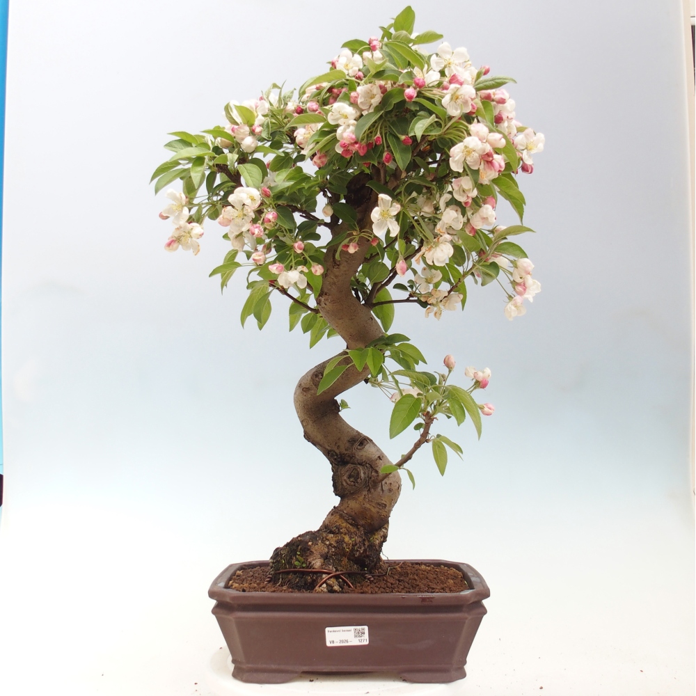 Kültéri bonsai -Malus halliana - Kis gyümölcsű almafa