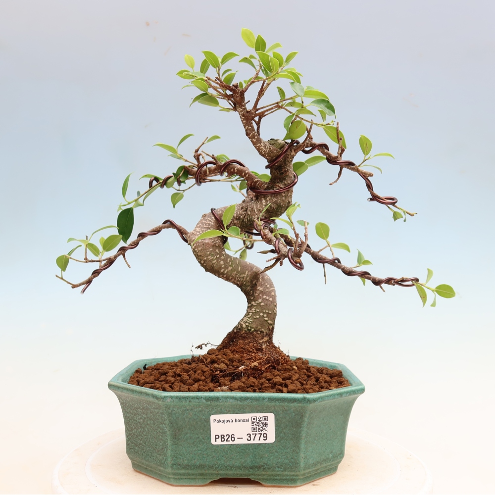 Szobai bonsai - Ficus kimmen - kislevelű fikusz