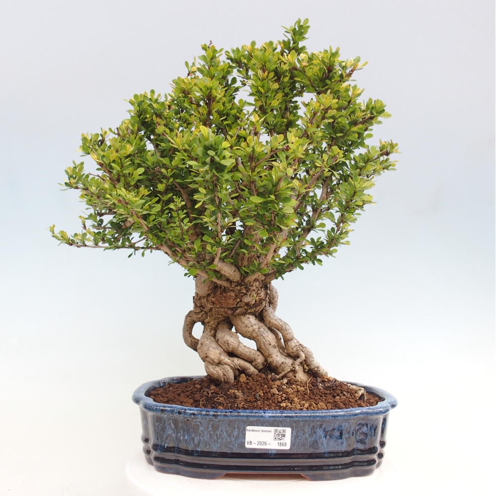 Kültéri bonsai - Berberis coreana