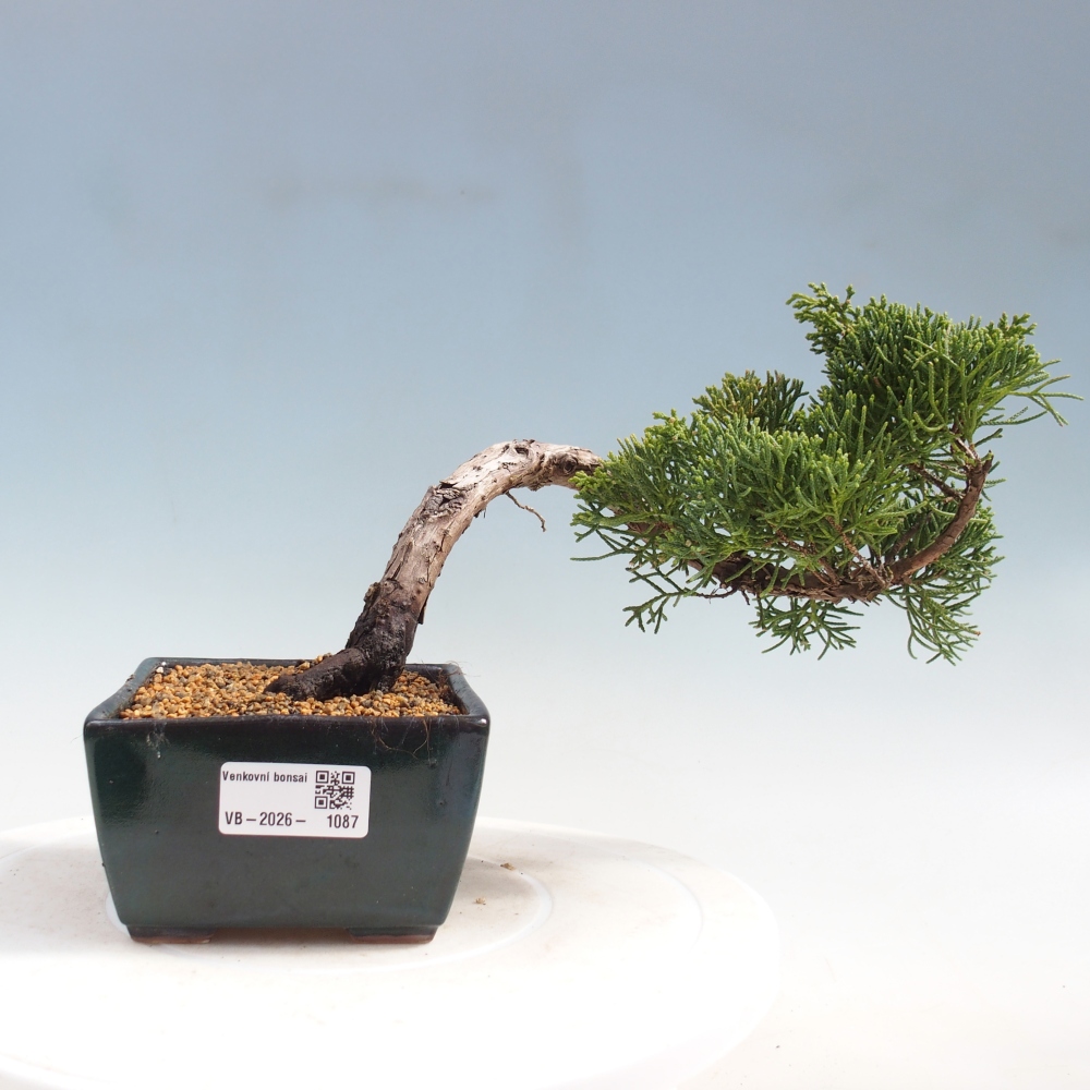 Kültéri bonsai - Juniperus chinensis Kishu