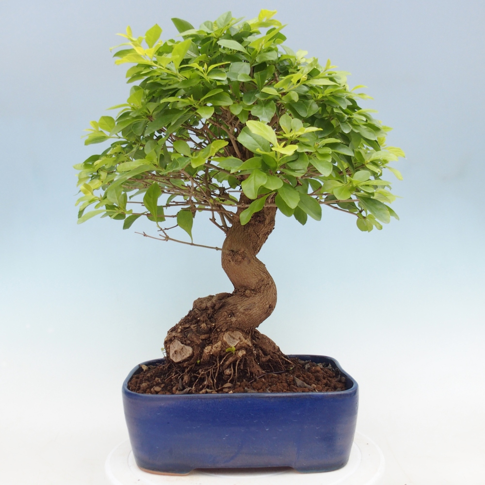Szobai bonsai - Duranta erecta Aurea