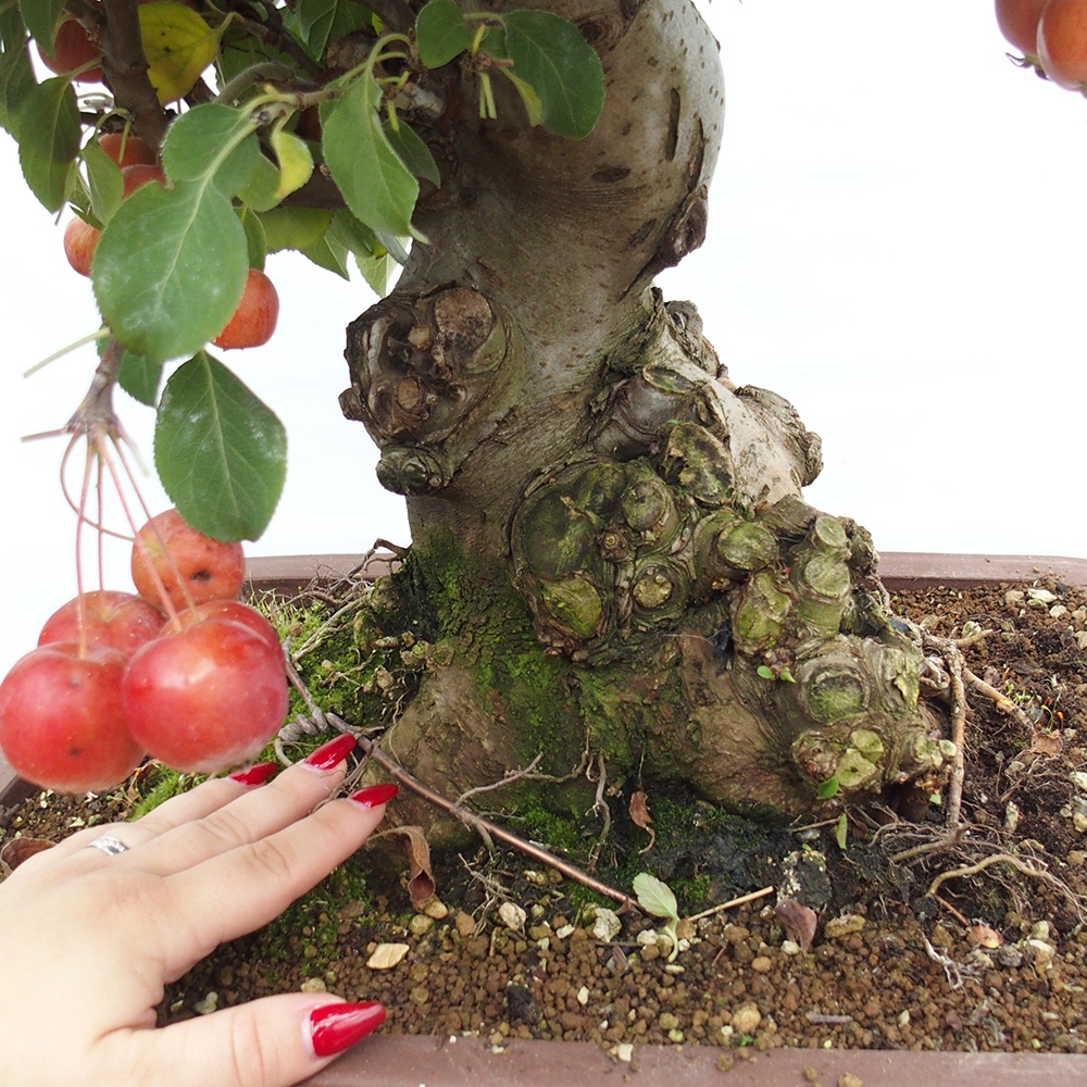 Kültéri bonsai -Malus halliana - Kis gyümölcsű almafa